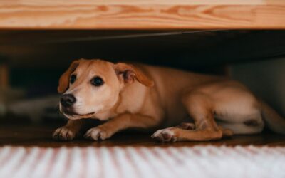 Stress bij mijn hond, wat kan ik doen?