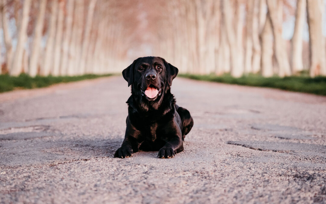 When does my dog need nutritional supplements?