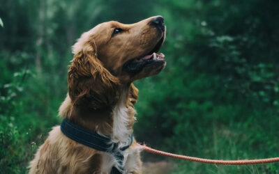Hoe herken je artrose bij je hond?