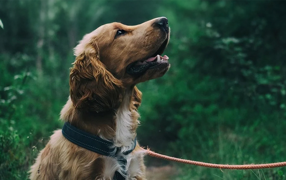 How do you recognize osteoarthritis in your dog?